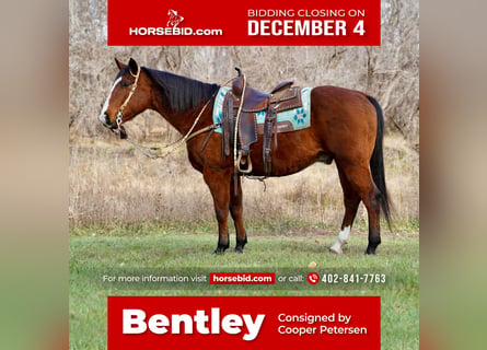 American Quarter Horse, Gelding, 14 years, 14.2 hh, Bay