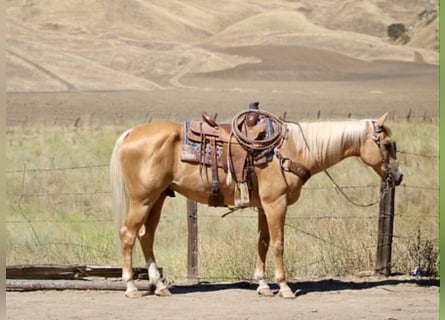 American Quarter Horse, Gelding, 14 years, 14.2 hh, Palomino