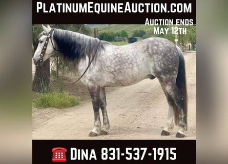 American Quarter Horse, Gelding, 14 years, 14,3 hh, Gray