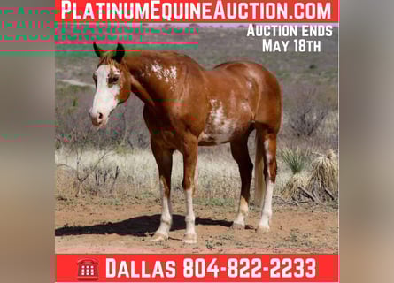 American Quarter Horse, Gelding, 14 years, 14.3 hh, Overo-all-colors