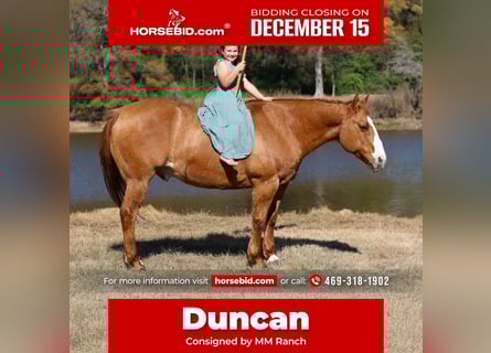 American Quarter Horse, Gelding, 14 years, 14.3 hh, Red Dun