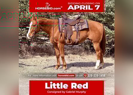 American Quarter Horse, Gelding, 14 years, 14.3 hh, Sorrel