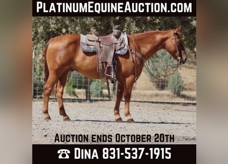 American Quarter Horse, Gelding, 14 years, 14.3 hh, Sorrel