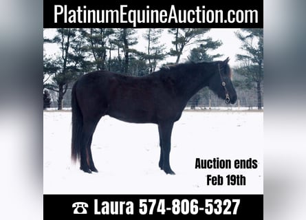 American Quarter Horse, Gelding, 14 years, 14 hh, Black