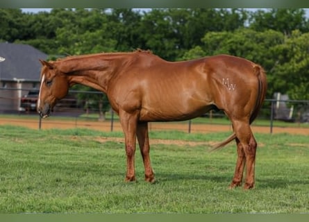American Quarter Horse Mix, Gelding, 14 years, 14 hh, Sorrel