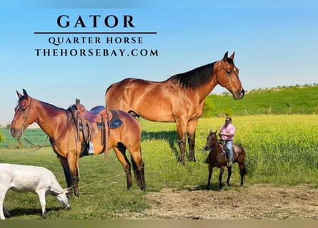 American Quarter Horse, Gelding, 14 years, 15.1 hh, Bay