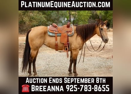 American Quarter Horse, Gelding, 14 years, 15.1 hh, Buckskin