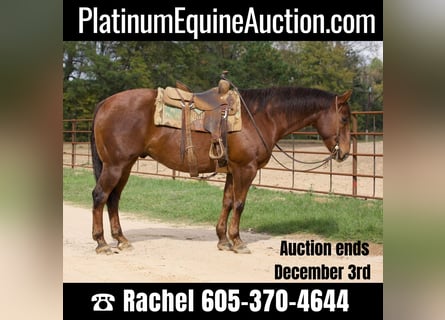 American Quarter Horse, Gelding, 14 years, 15,1 hh, Chestnut