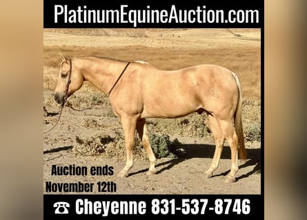 American Quarter Horse, Gelding, 14 years, 15,1 hh, Palomino