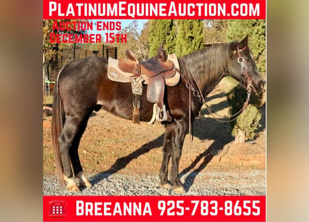 American Quarter Horse, Gelding, 14 years, 15,1 hh, Roan-Bay