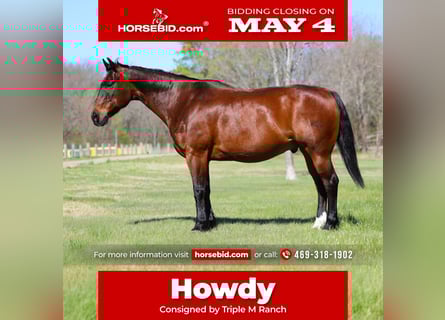 American Quarter Horse, Gelding, 14 years, 15 hh, Bay