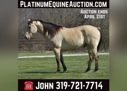 American Quarter Horse, Gelding, 14 years, 15 hh, Buckskin