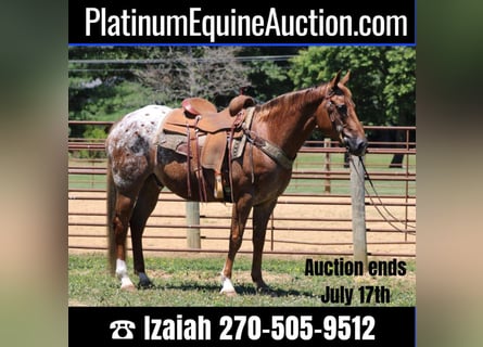 American Quarter Horse, Gelding, 14 years, 15 hh, Chestnut