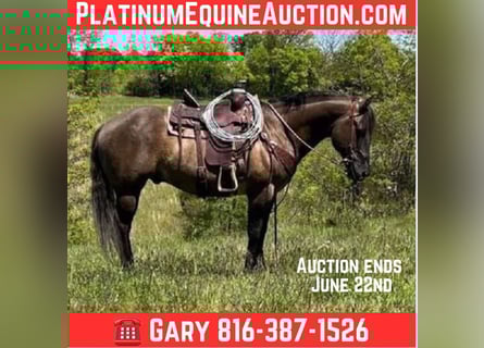 American Quarter Horse, Gelding, 14 years, 15 hh, Grullo