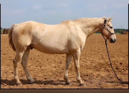 American Quarter Horse, Gelding, 14 years, 15 hh, Palomino