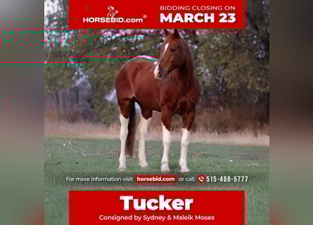 American Quarter Horse, Gelding, 14 years, 15 hh, Pinto