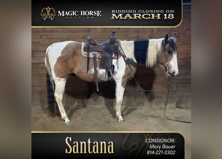 American Quarter Horse, Gelding, 14 years, 15 hh, Tobiano-all-colors