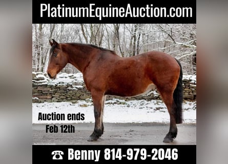 American Quarter Horse, Gelding, 14 years, 15,1 hh, Bay