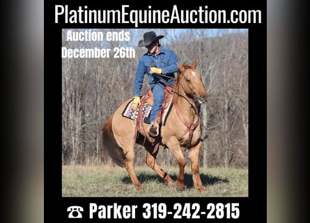 American Quarter Horse, Gelding, 14 years, 15,1 hh, Dun