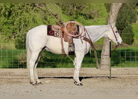 American Quarter Horse, Gelding, 14 years, 15,1 hh, Grey