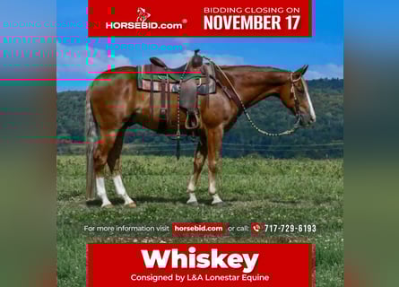 American Quarter Horse, Gelding, 14 years, 15,1 hh, Sorrel