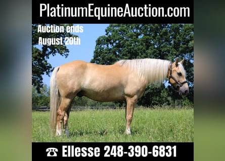 American Quarter Horse, Gelding, 14 years, 15,2 hh, Palomino