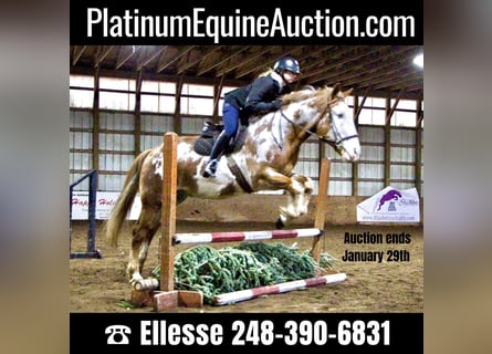American Quarter Horse, Gelding, 14 years, 16.2 hh, Overo-all-colors