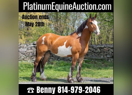 American Quarter Horse, Gelding, 14 years, 16,2 hh, Overo-all-colors