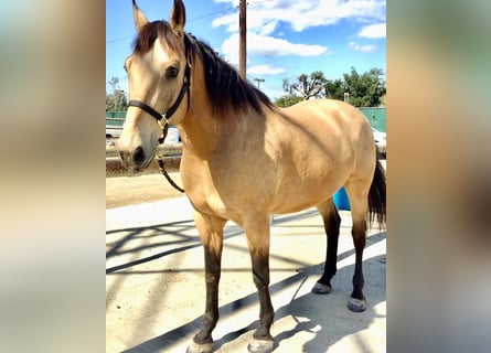 American Quarter Horse Mix, Gelding, 14 years, 17 hh, Buckskin