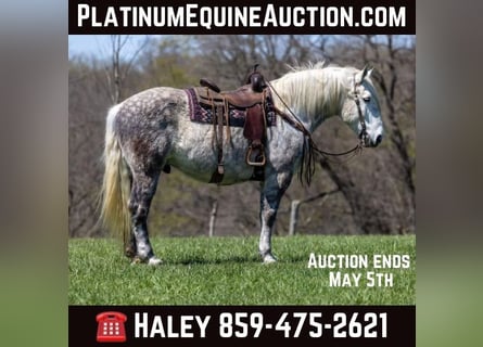 American Quarter Horse, Gelding, 14 years, 17 hh, Gray-Dapple