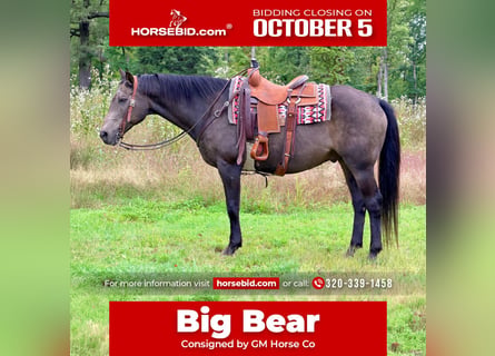 American Quarter Horse, Gelding, 14 years, Buckskin