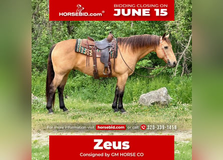 American Quarter Horse, Gelding, 14 years, Buckskin