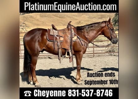 American Quarter Horse, Gelding, 14 years, Chestnut