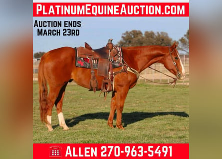 American Quarter Horse, Gelding, 14 years, Chestnut