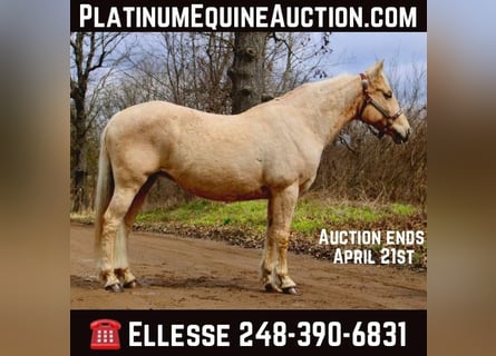 American Quarter Horse, Gelding, 14 years, Palomino