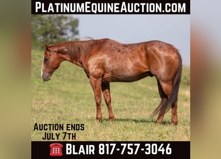 American Quarter Horse, Gelding, 14 years, Roan-Red