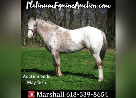 American Quarter Horse, Gelding, 15 years, 13,3 hh, White