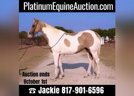 American Quarter Horse, Gelding, 15 years, 14.3 hh, Palomino