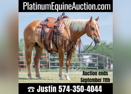 American Quarter Horse, Gelding, 15 years, 14,3 hh, Palomino