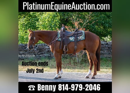 American Quarter Horse, Gelding, 15 years, 14,2 hh, Chestnut