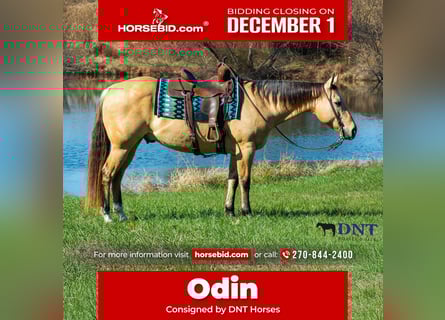 American Quarter Horse, Gelding, 15 years, 14,3 hh, Dun