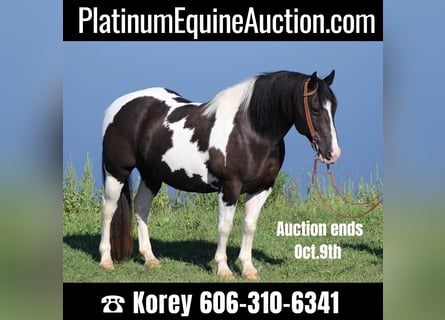 American Quarter Horse, Gelding, 15 years, 14,3 hh, Tobiano-all-colors