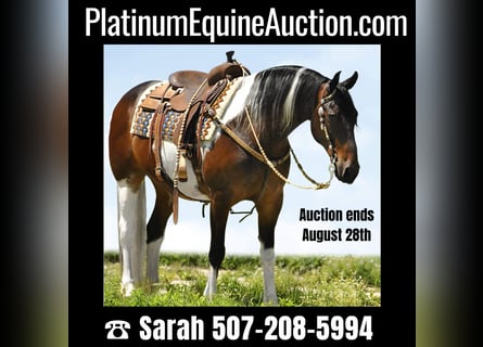 American Quarter Horse, Gelding, 15 years, 15,1 hh, Tobiano-all-colors