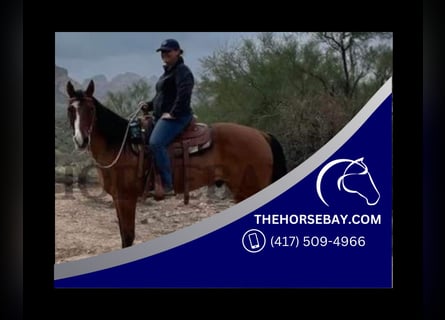 American Quarter Horse, Gelding, 15 years, 15,2 hh, Dun