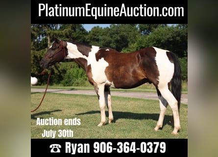 American Quarter Horse, Gelding, 15 years, 15,2 hh, Tobiano-all-colors