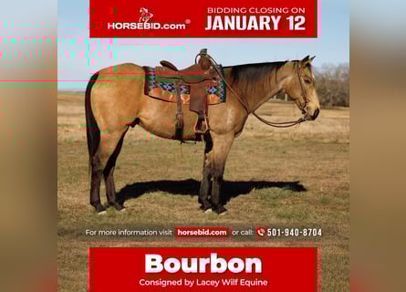 American Quarter Horse, Gelding, 15 years, 15.3 hh, Buckskin