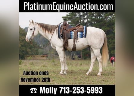American Quarter Horse, Gelding, 15 years, 15 hh, Gray