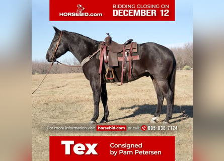 American Quarter Horse, Gelding, 15 years, 15 hh, Roan-Blue