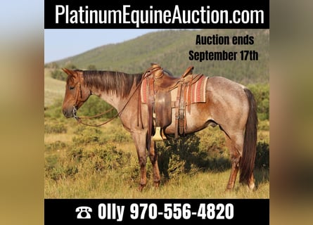 American Quarter Horse, Gelding, 15 years, 15 hh, Roan-Red