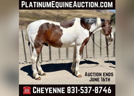 American Quarter Horse, Gelding, 15 years, 15 hh, Tobiano-all-colors